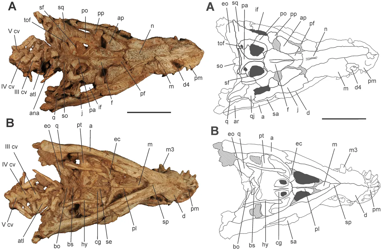 อะเพลสโตซูคัส (Aplestosuchus)