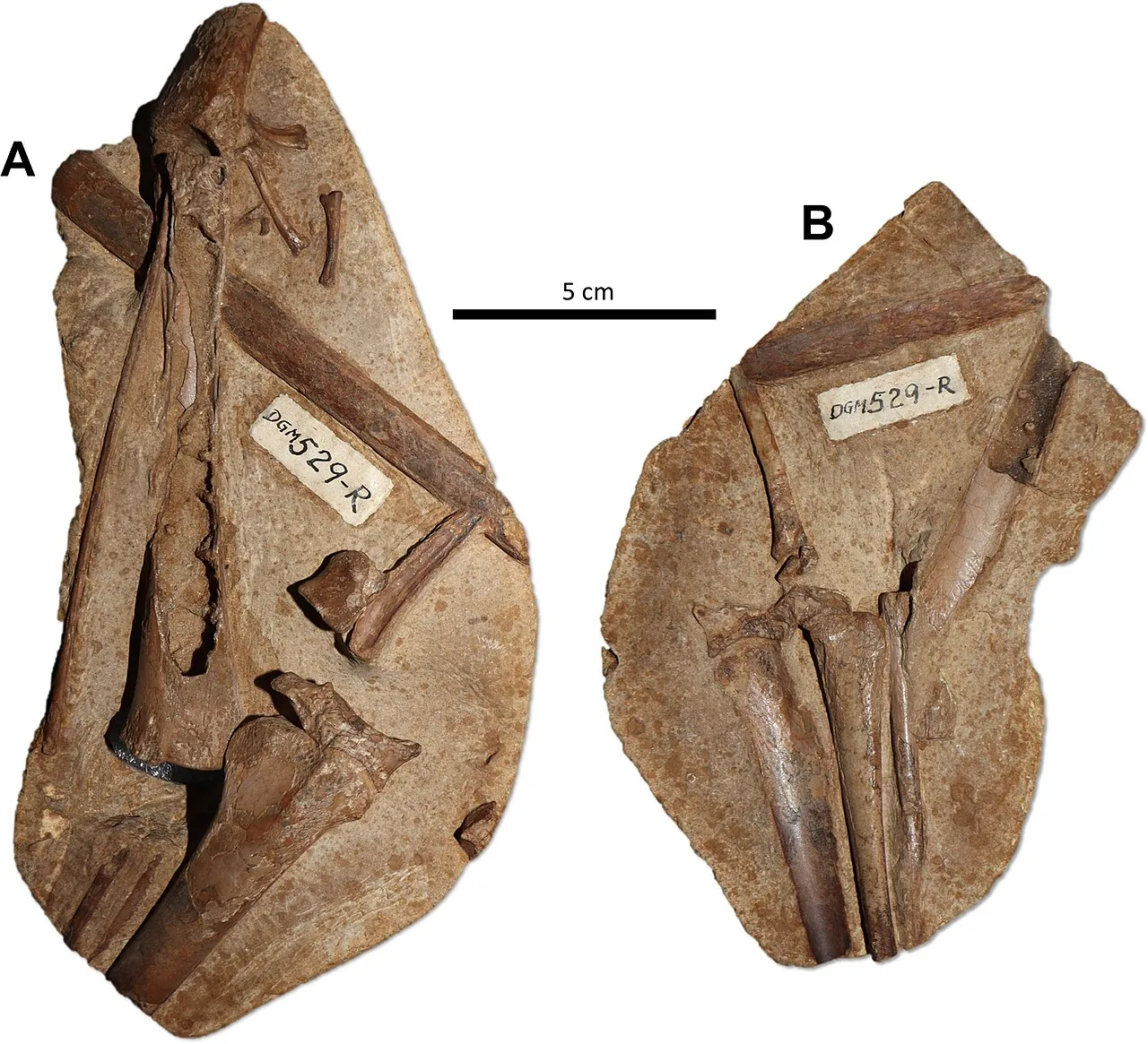 อาราริเปซอรัส (Araripesaurus)