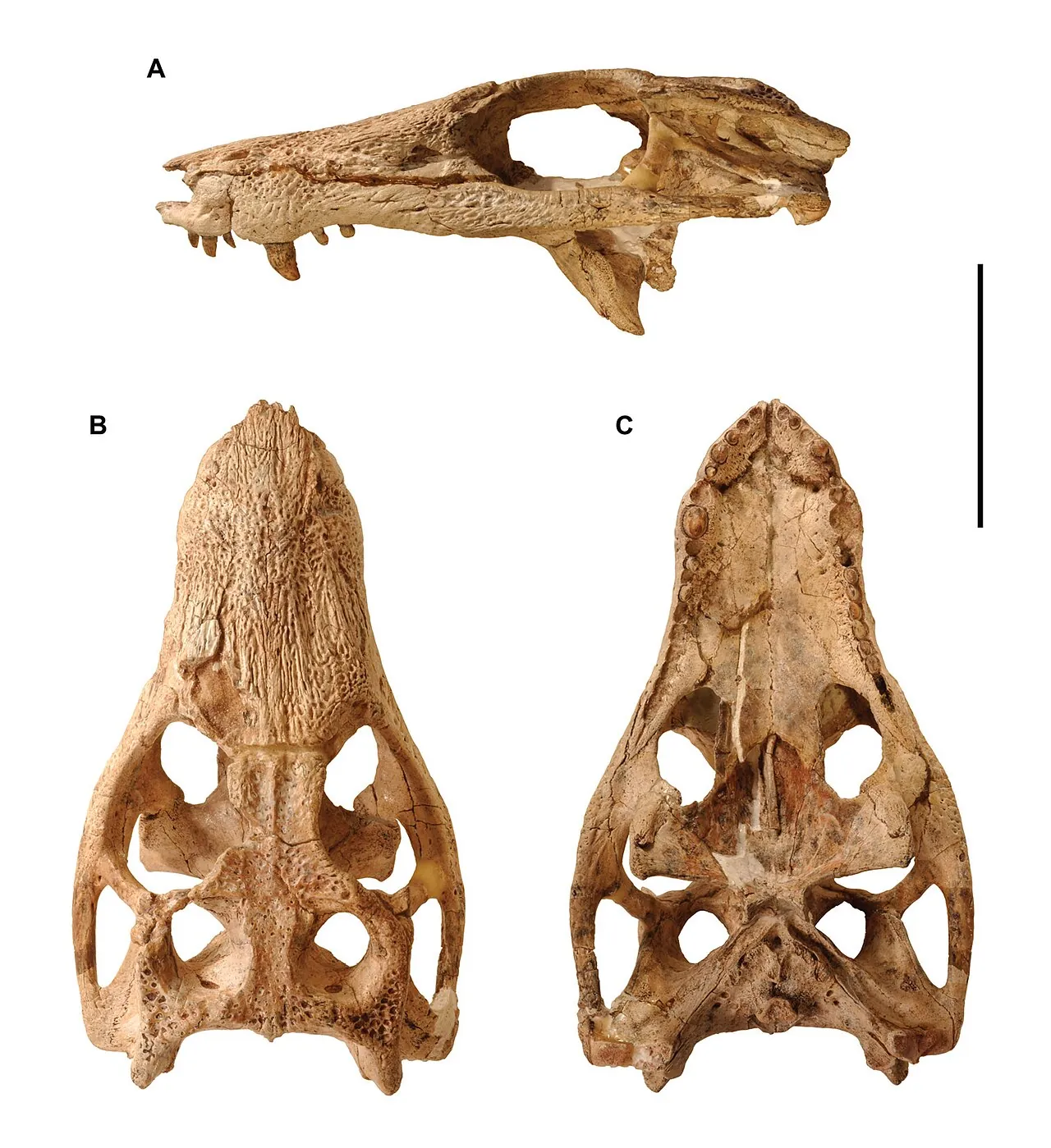 อาราริเพซูคัส (Araripesuchus)