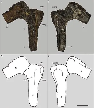 อาราตาซอรัส (Aratasaurus)