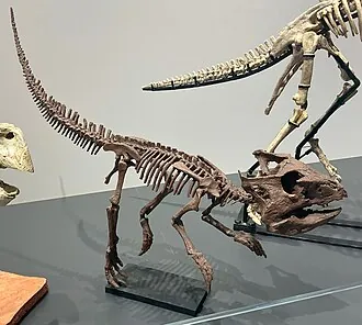 อาร์คีโอเซราทอปส์ (Archaeoceratops)