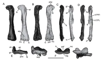 อาร์คีโอคอร์เซอร์ (Archaeocursor)