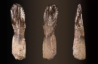 อาร์คีโอดอนโตซอรัส (Archaeodontosaurus)