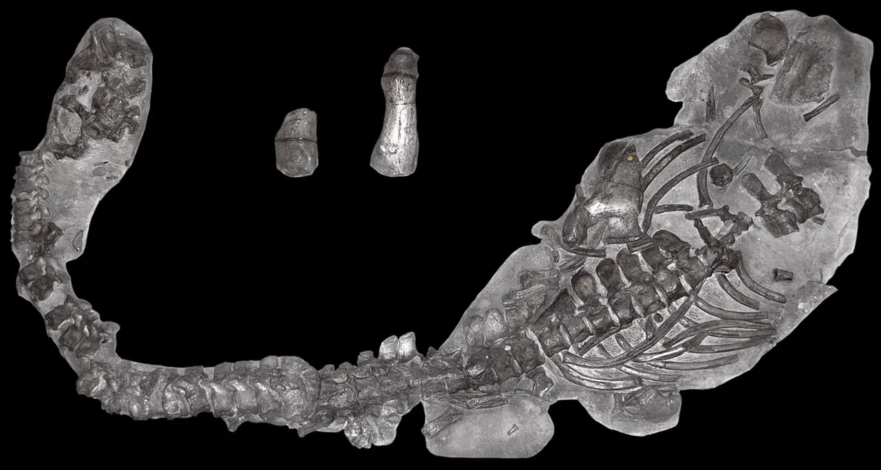 อาร์คีโอเนคตรัส (Archaeonectrus)