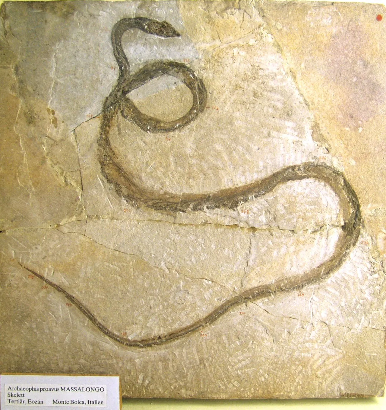 อาร์คีโอฟิส (Archaeophis)