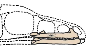 อาร์คีโอออร์นิทอยดีส (Archaeornithoides)