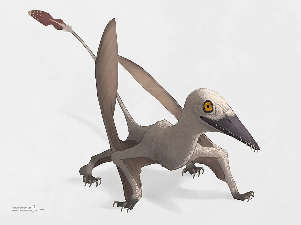 อาร์กติโคแด็กทิลัส (Arcticodactylus)