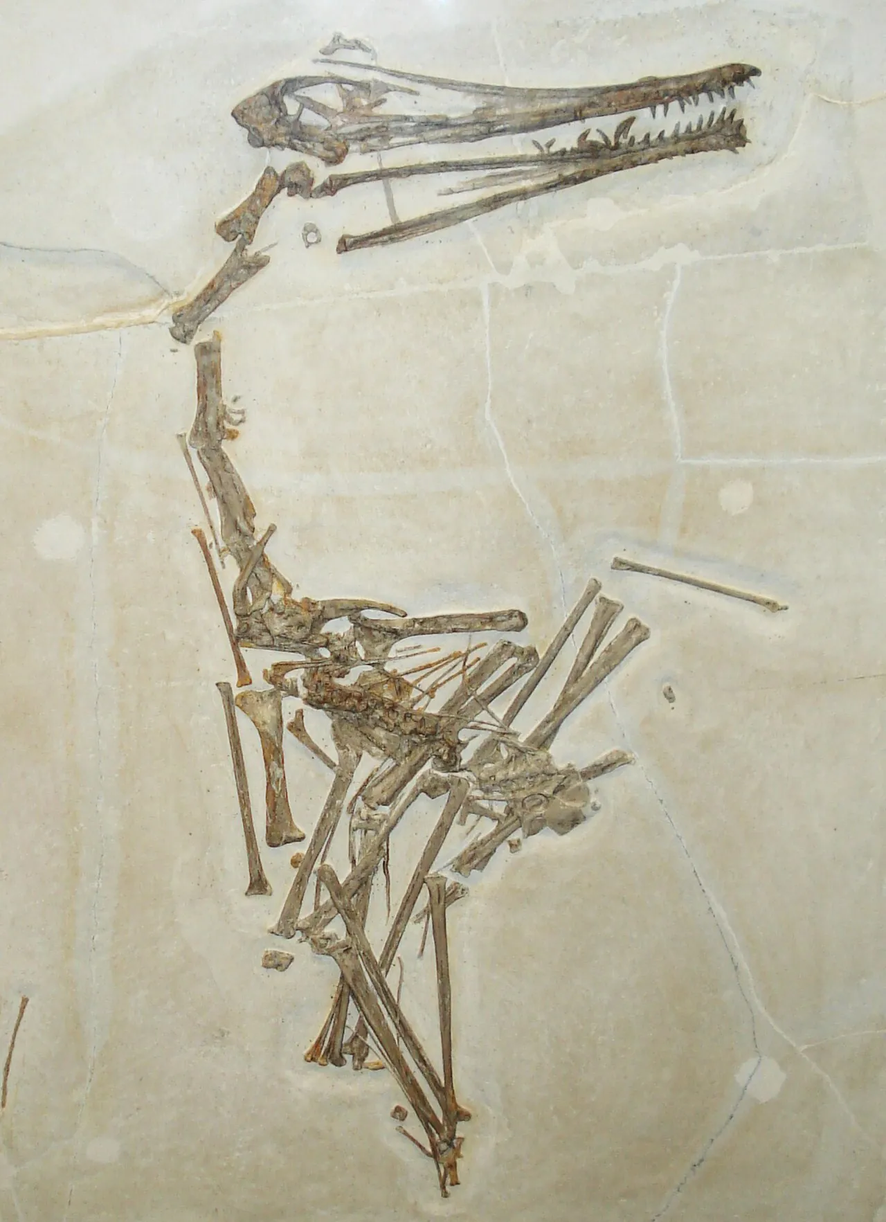 อาร์เดแด็กทิลัส (Ardeadactylus)