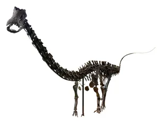 อาร์เดโตซอรัส (Ardetosaurus)
