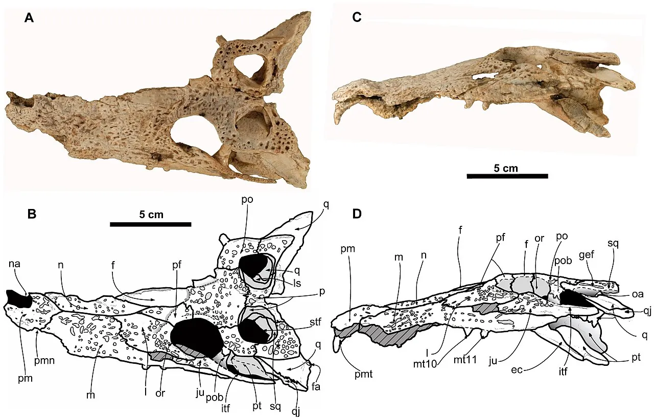 อาเรนีซูคัส (Arenysuchus)