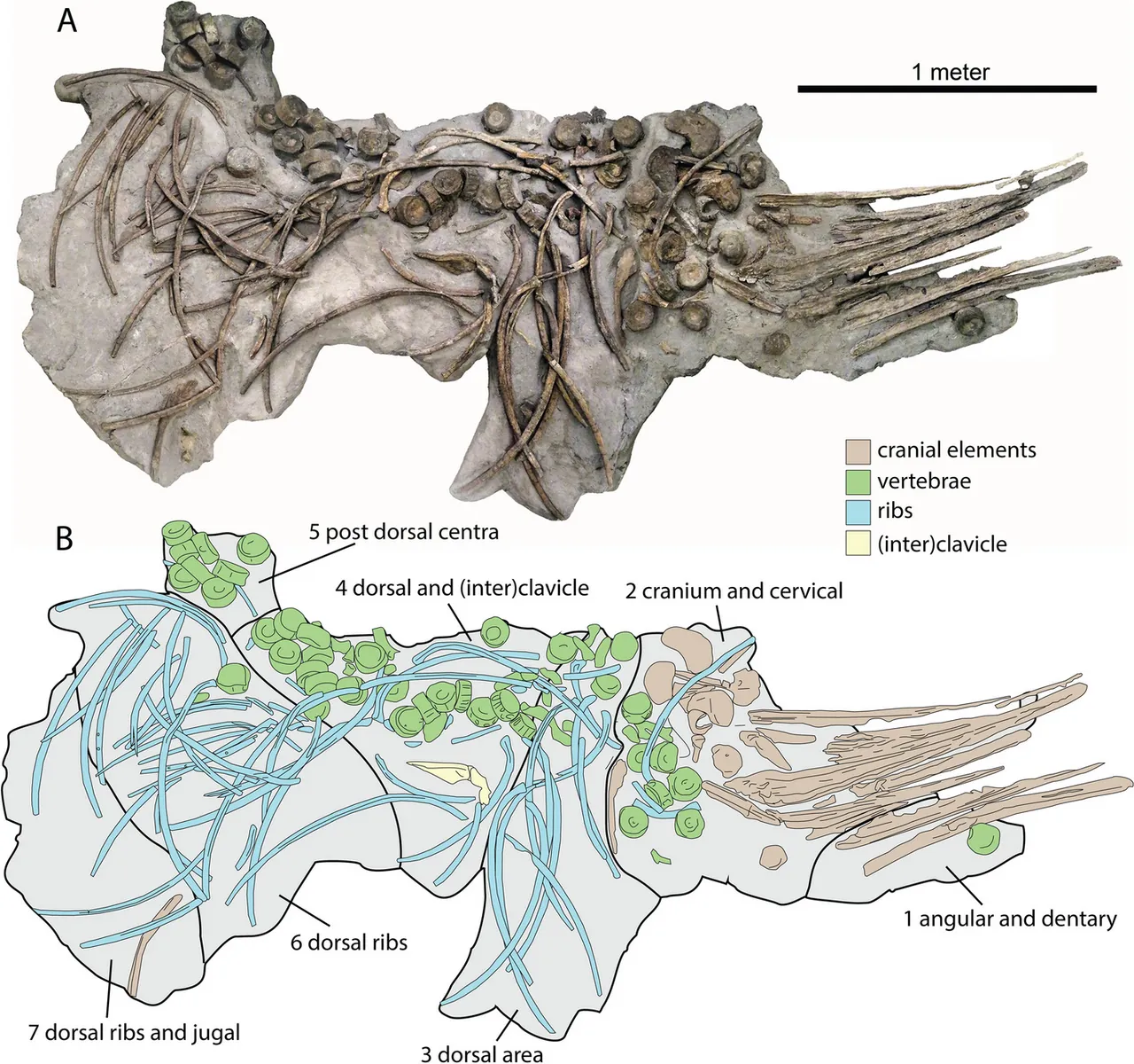 อาร์โกวิซอรัส (Argovisaurus)