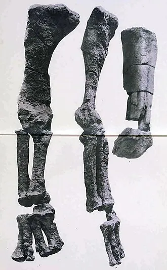 อาร์จิโรซอรัส (Argyrosaurus)