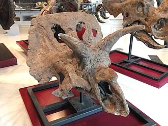 แอร์ไรโนเซราทอปส์ (Arrhinoceratops)