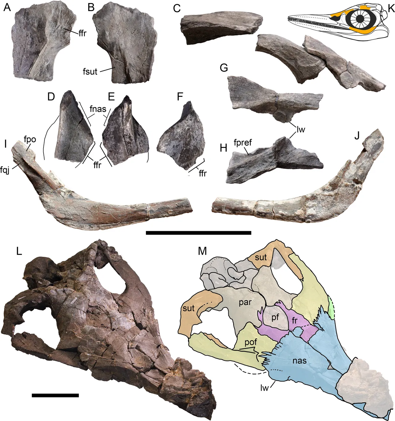 อาร์โทรพเทอริจิอัส (Arthropterygius)