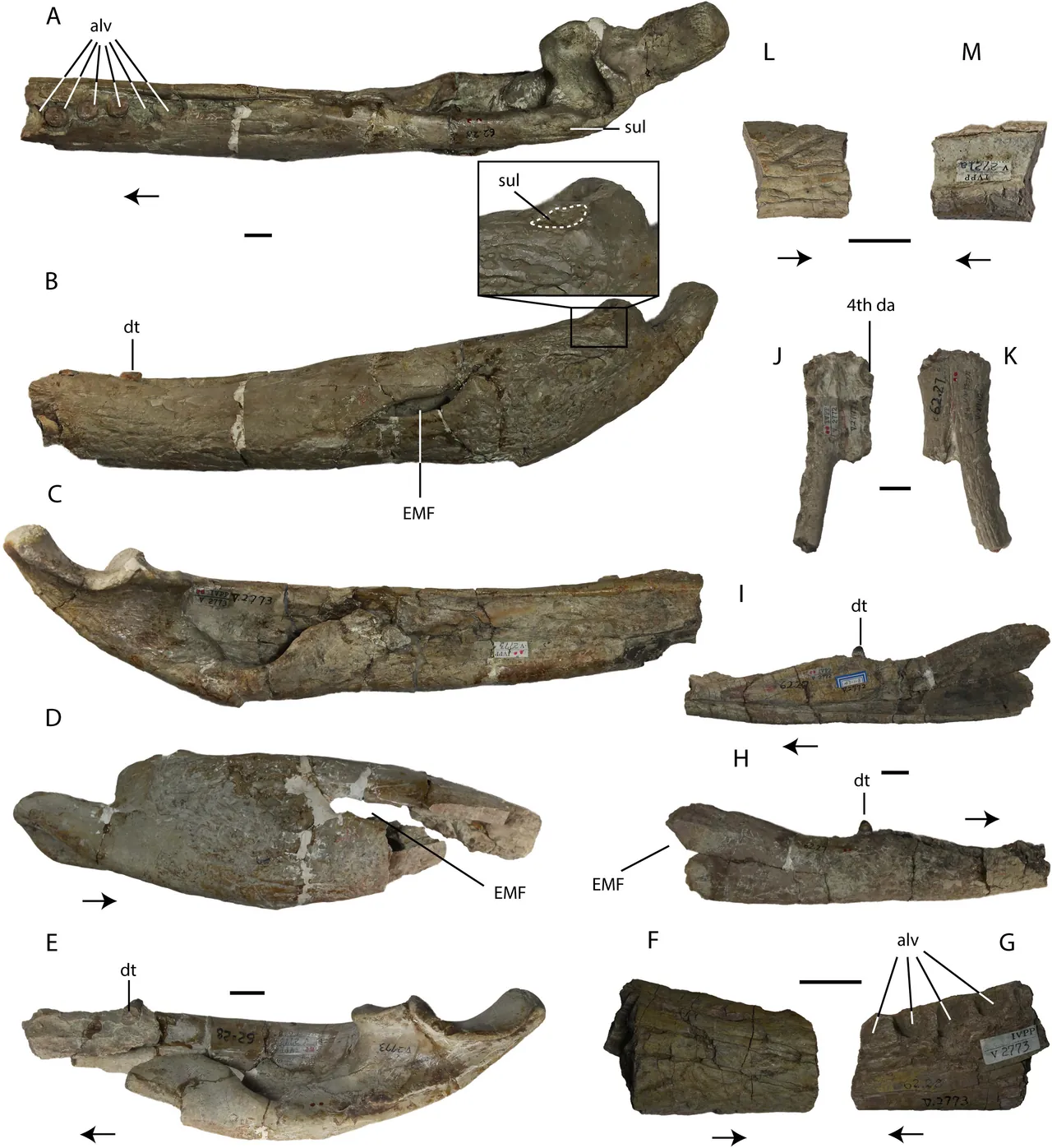 อาเซียโตซูคัส (Asiatosuchus)