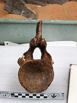 แอสโทรโฟคอเดีย (Astrophocaudia)