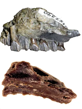 แอตลาสคอปโคซอรัส (Atlascopcosaurus)