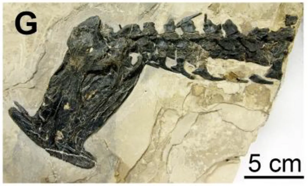 อะโทโพเดนทาทัส (Atopodentatus)