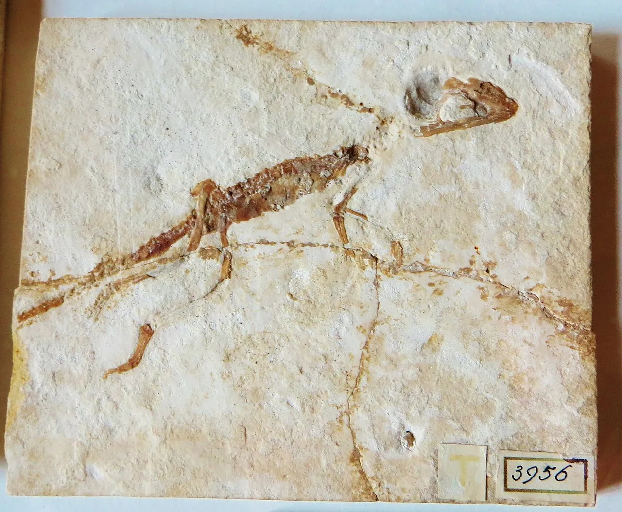 อะโทโพซอรัส (Atoposaurus)