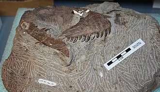 แอโทรซิแรปเตอร์ (Atrociraptor)
