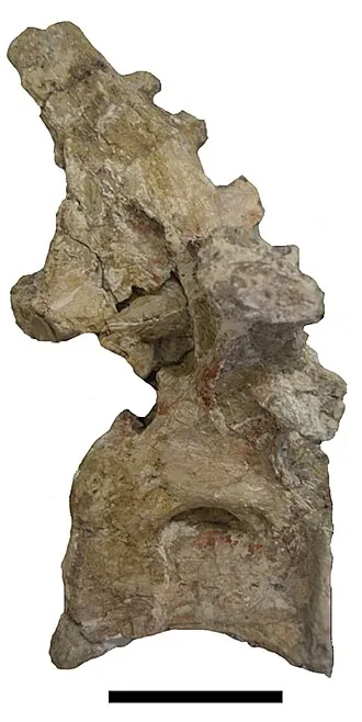 อัตซิงาโนซอรัส (Atsinganosaurus)