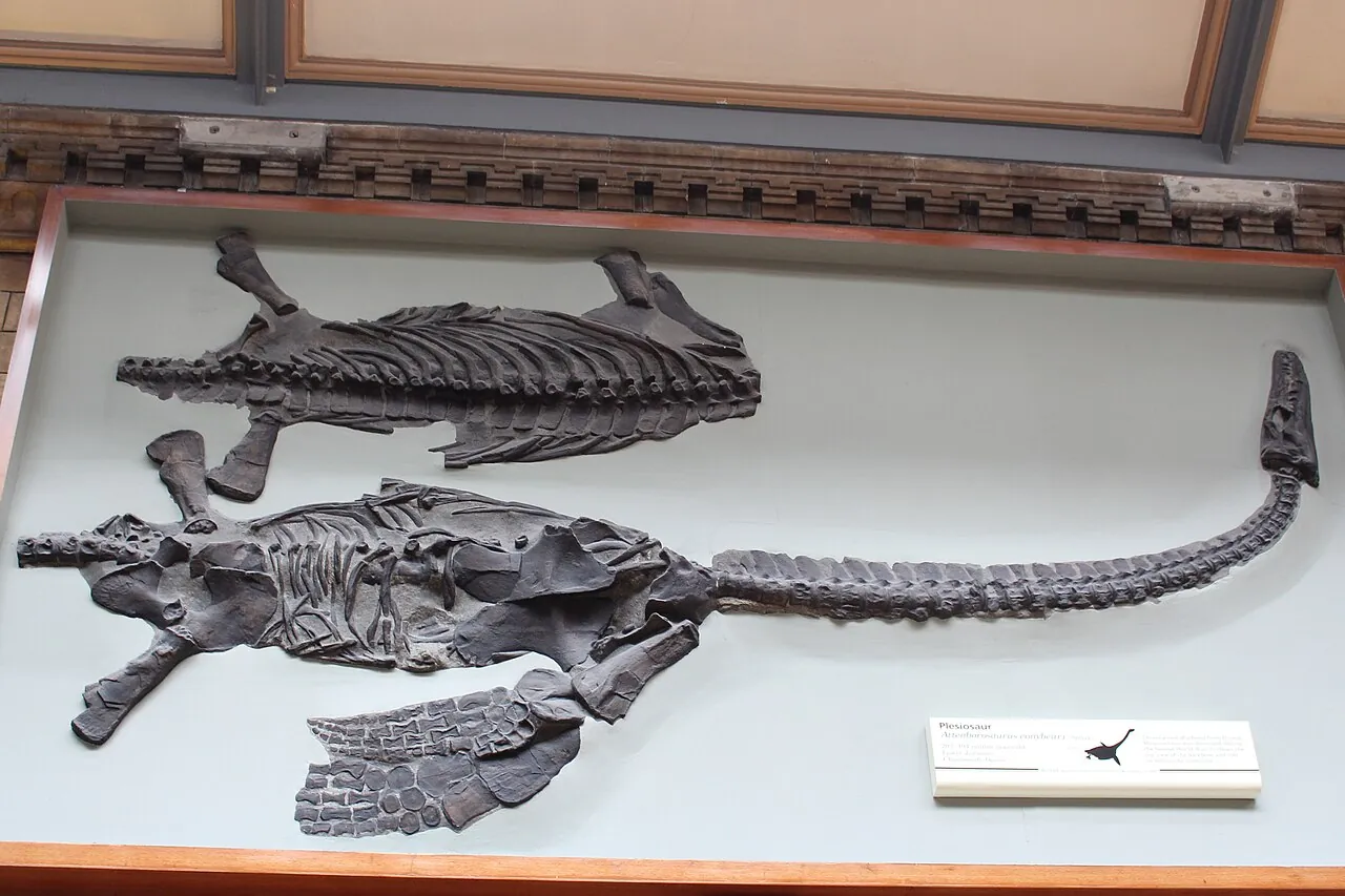 แอตเทนโบโรซอรัส (Attenborosaurus)
