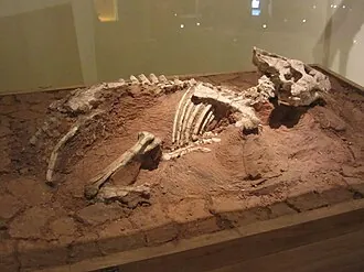 ออโรราเซราทอปส์ (Auroraceratops)