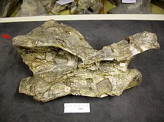 ออสตราโลโดคัส (Australodocus)