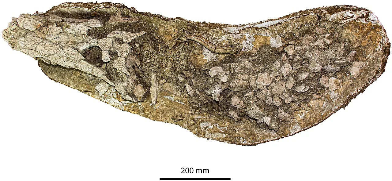 ออสตราโลซูคัส (Australosuchus)