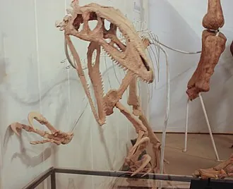 ออสเตราโลเวเนเตอร์ (Australovenator)