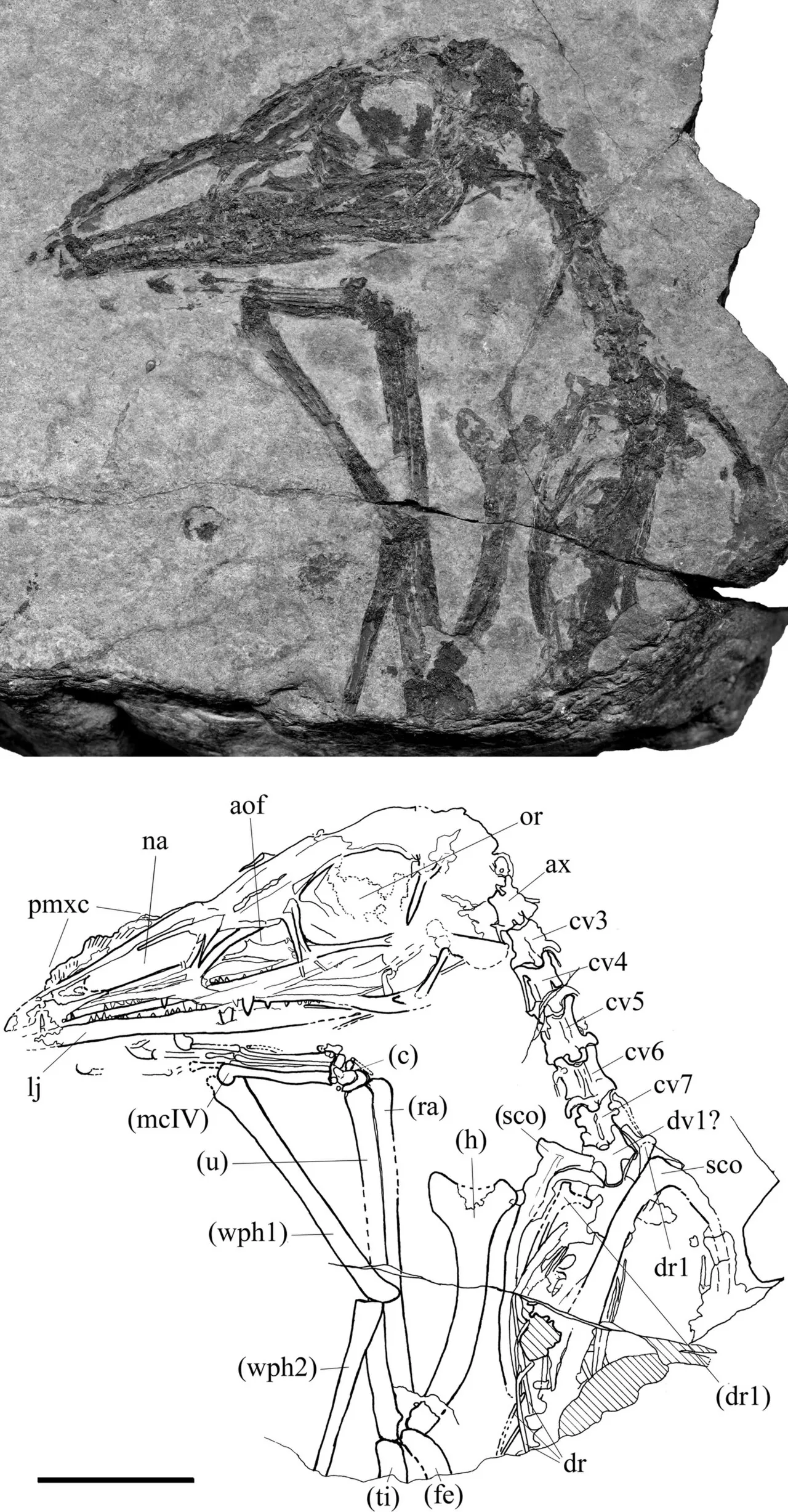 ออสเตรียแด็กทิลัส (Austriadactylus)