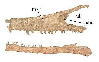 ออสโตรแรปเตอร์ (Austroraptor)