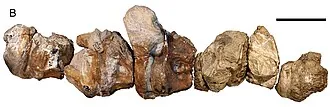 ออสโทรซอรัส (Austrosaurus)