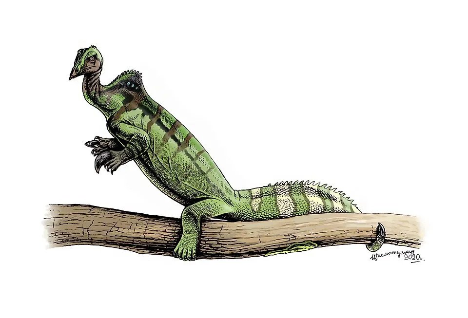 อาวาโลเนียนุส (Avalonianus)