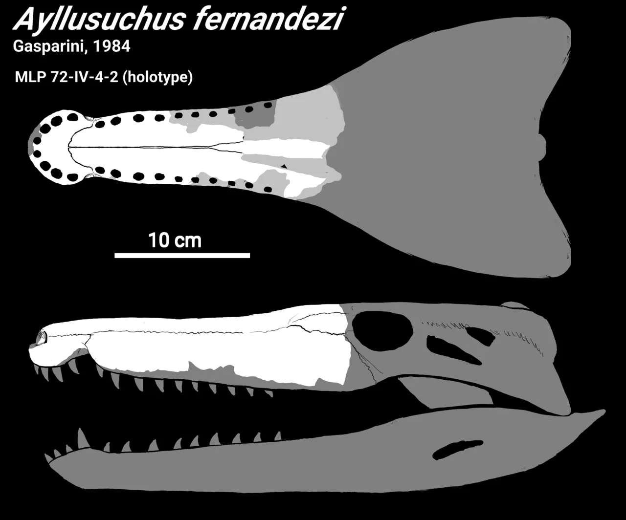อัยลลูซูคัส (Ayllusuchus)