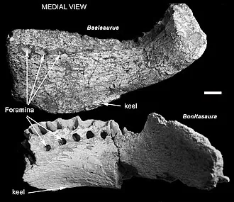 บาอัลซอรัส (Baalsaurus)
