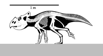บากาเซราทอปส์ (Bagaceratops)