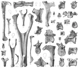 บาฮาริอาซอรัส (Bahariasaurus)