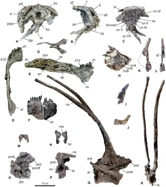 บาฮาดาซอรัส (Bajadasaurus)