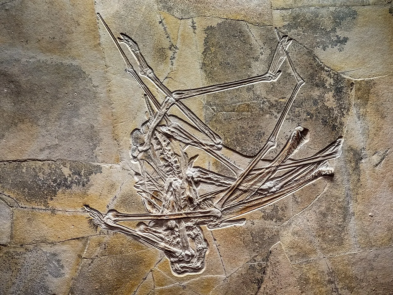 บาเลโนกนาทัส (Balaenognathus)