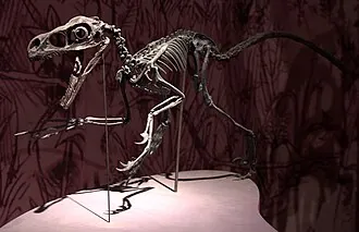 แบมบิราปเตอร์ (Bambiraptor)