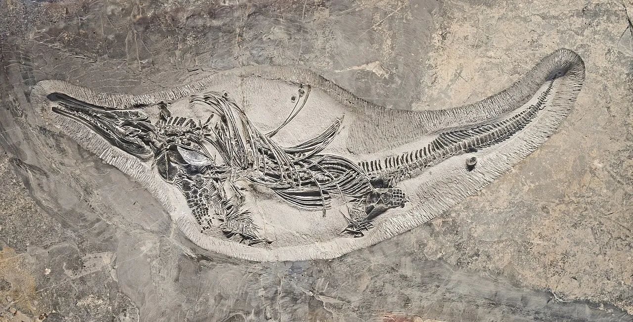 บาร์ราคูดาซอรอยดีส (Barracudasauroides)