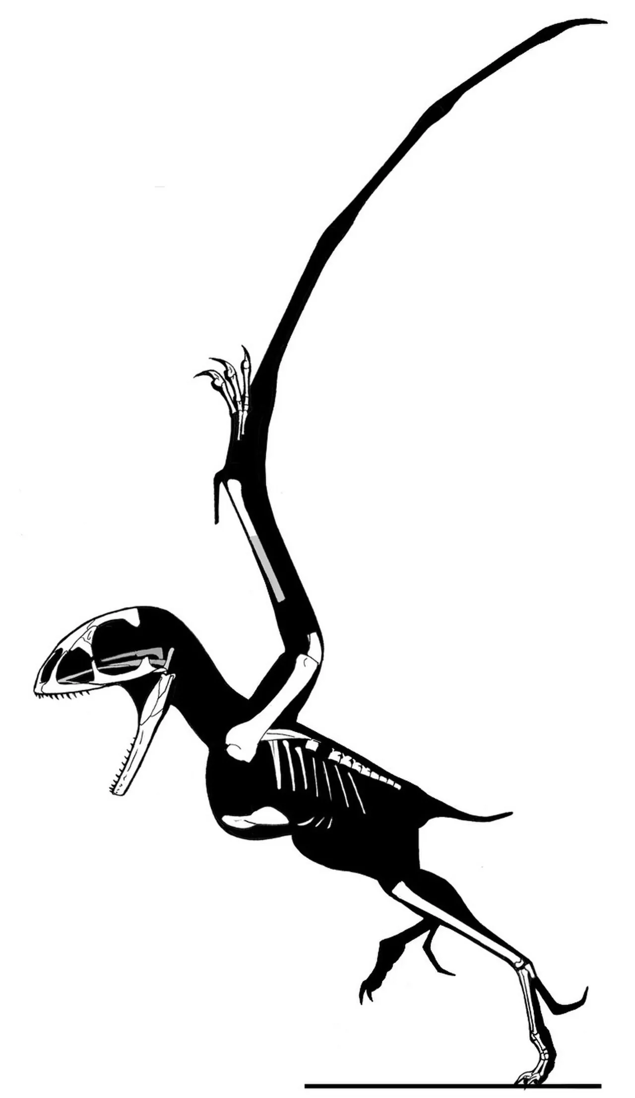 บาทราโคกนาทุส (Batrachognathus)