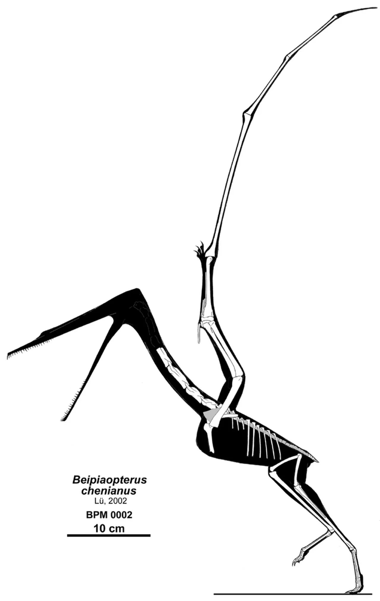 เป่ยเพี่ยวเทอรัส (Beipiaopterus)