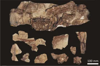 เป่ยเปี่ยวซอรัส (Beipiaosaurus)