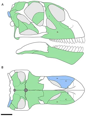 เบลลูซอรัส (Bellusaurus)