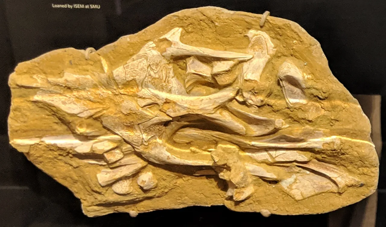 เบนเทียบาทซอรัส (Bentiabasaurus)