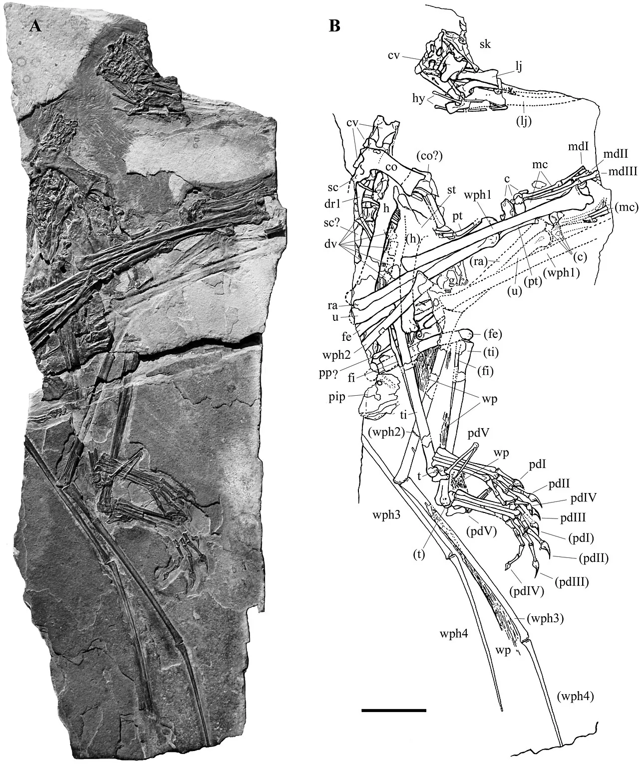เบอร์กาโมแด็กทิลัส (Bergamodactylus)