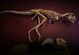 เบอร์ทาซอรัส (Berthasaura)