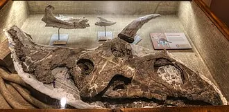 บิสติซีราทอปส์ (Bisticeratops)